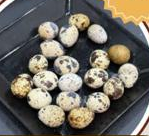 Telur Puyuh